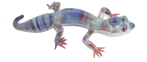 Gecko